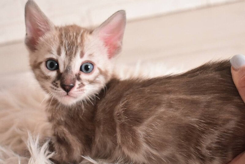 Ponchik Bengal male snow mink charcoal - live animals