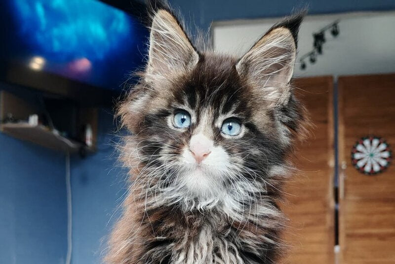 Pandora Maine Coon polydactyl female, black tabby with white