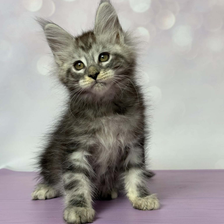 Fantik Maine Coon male, black silver tabby