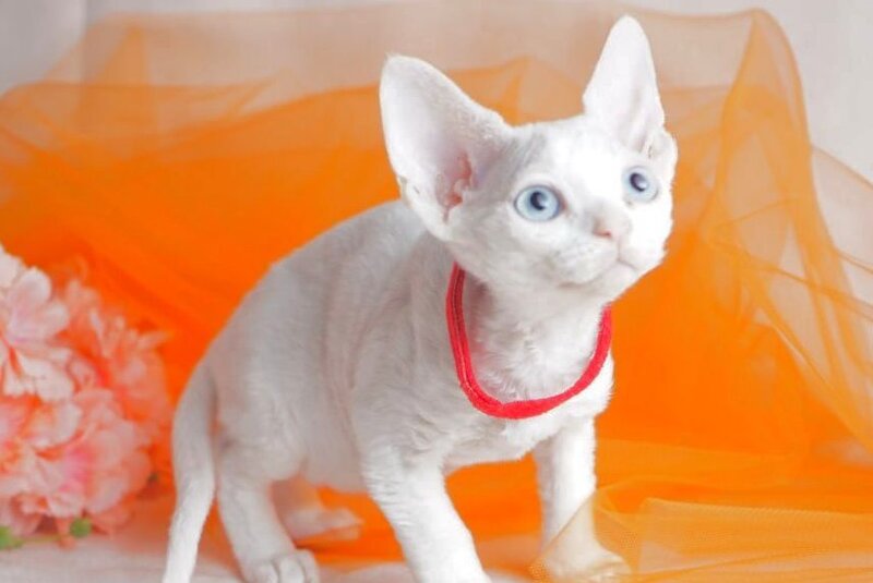 Naitiri Devon Rex female white - live animals