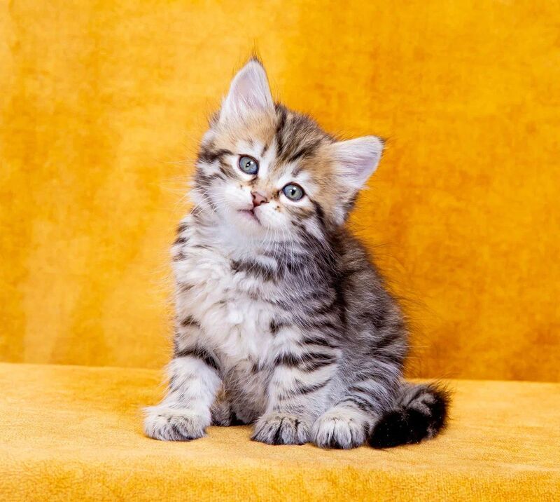 Dasha Siberian female, black spotted tabby