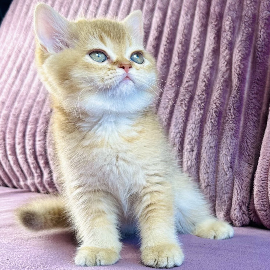 Golden Rose British Shorthair female, cinnamon golden shaded