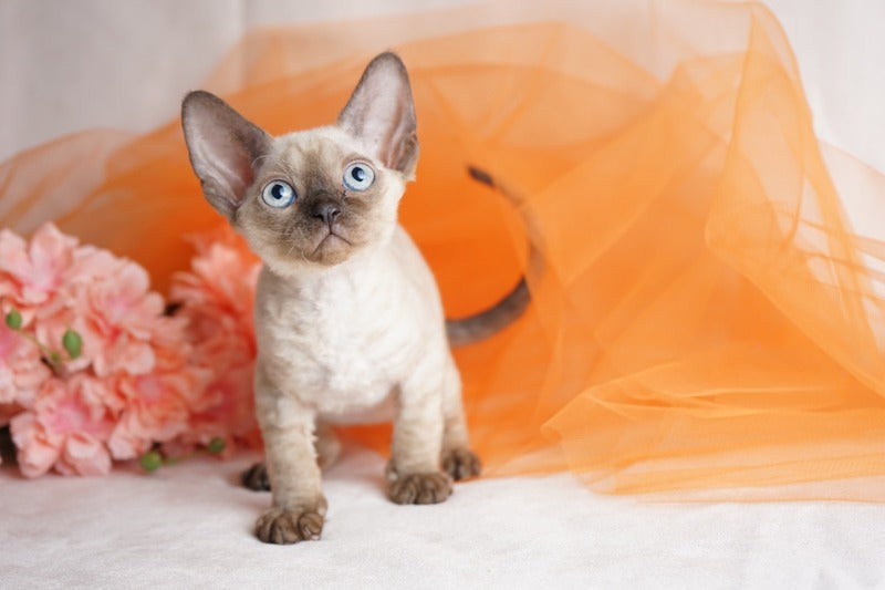 Naila Devon Rex female chocolate pointed - live animals