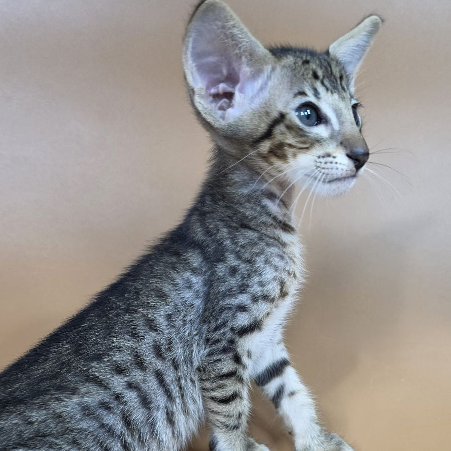 Brawnie Oriental Shorthair male, black spotted tabby