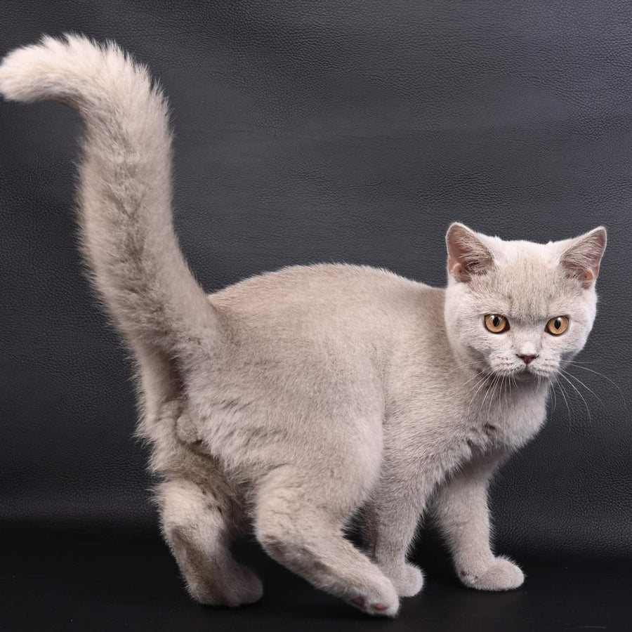 Nectar British Shorthair male, fawn