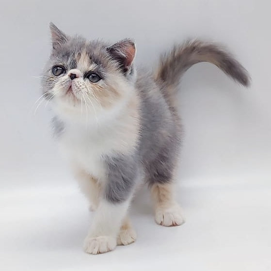 Julia Exotic female, blue tortie bicolour
