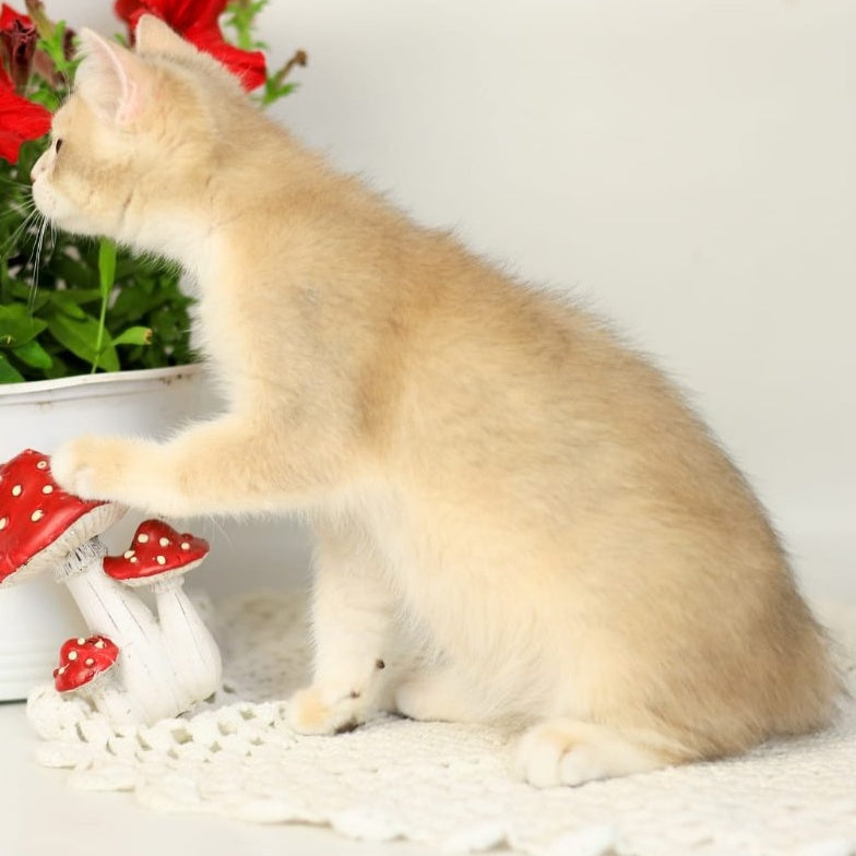 Samuel British Shorthair male, blue golden chinchilla