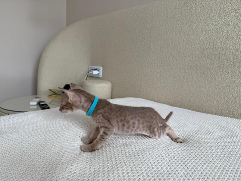 Axel Oriental Shorthair male lilac spotted tabby - live animals