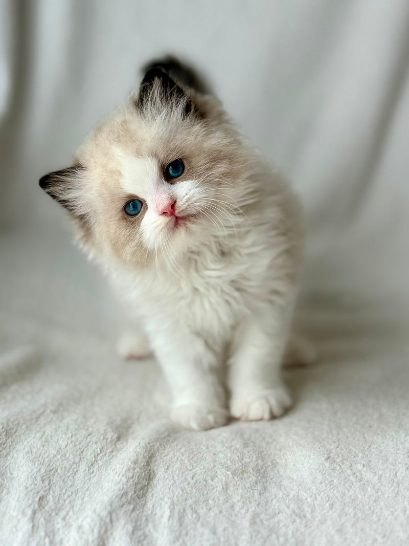 Yulik Ragdoll male black bicolour - live animals