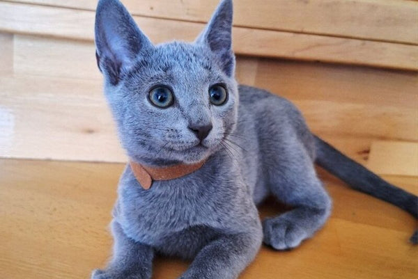 Kairo Russian Blue male blue - live animals