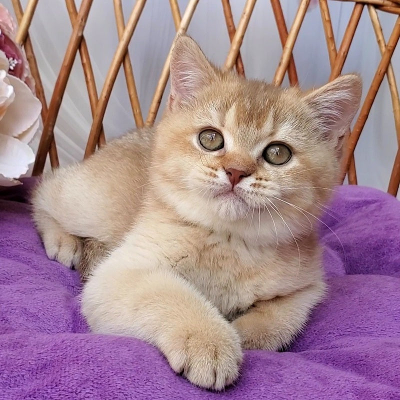 Ralph British Shorthair male cinnamon golden shaded - live animals