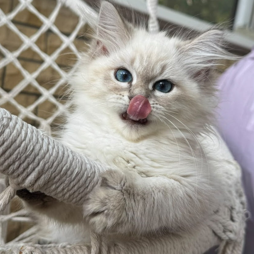 Mary Siberian female, blue pointed