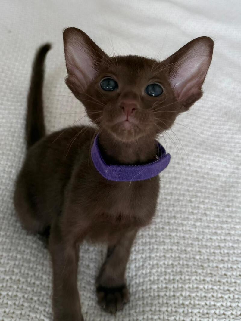 Amira Oriental Shorthair female chocolate - live animals