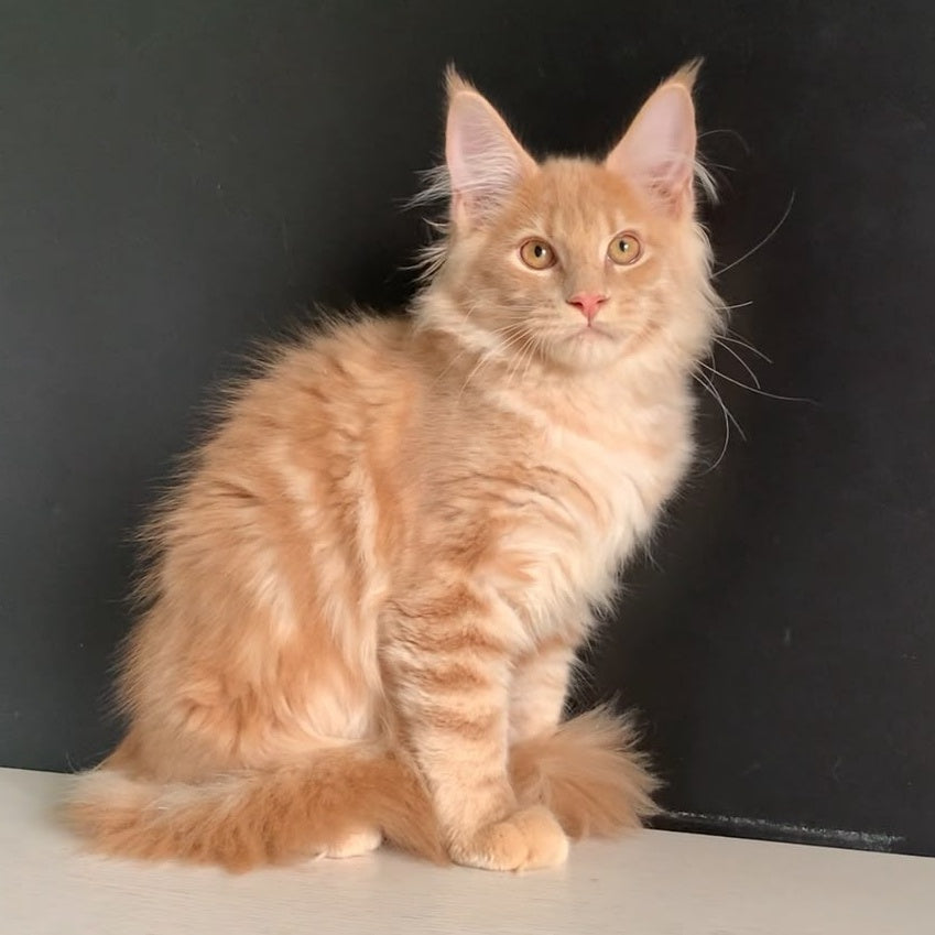 Neo Maine Coon male, red