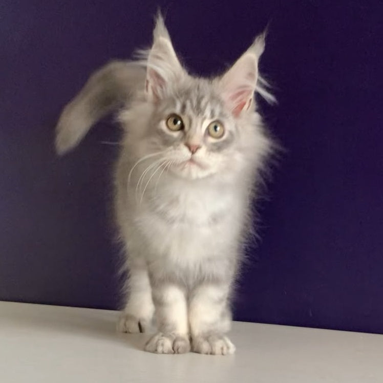 Monaco Maine Coon male, blue tabby