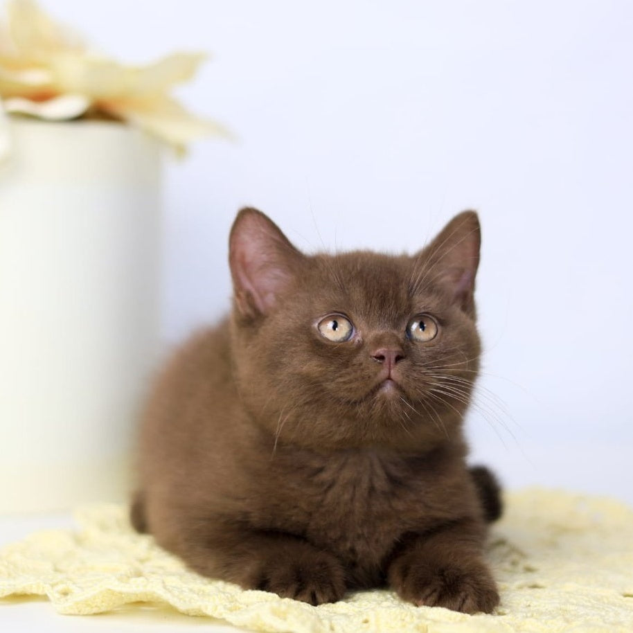 Yahont British Shorthair male, chocolate