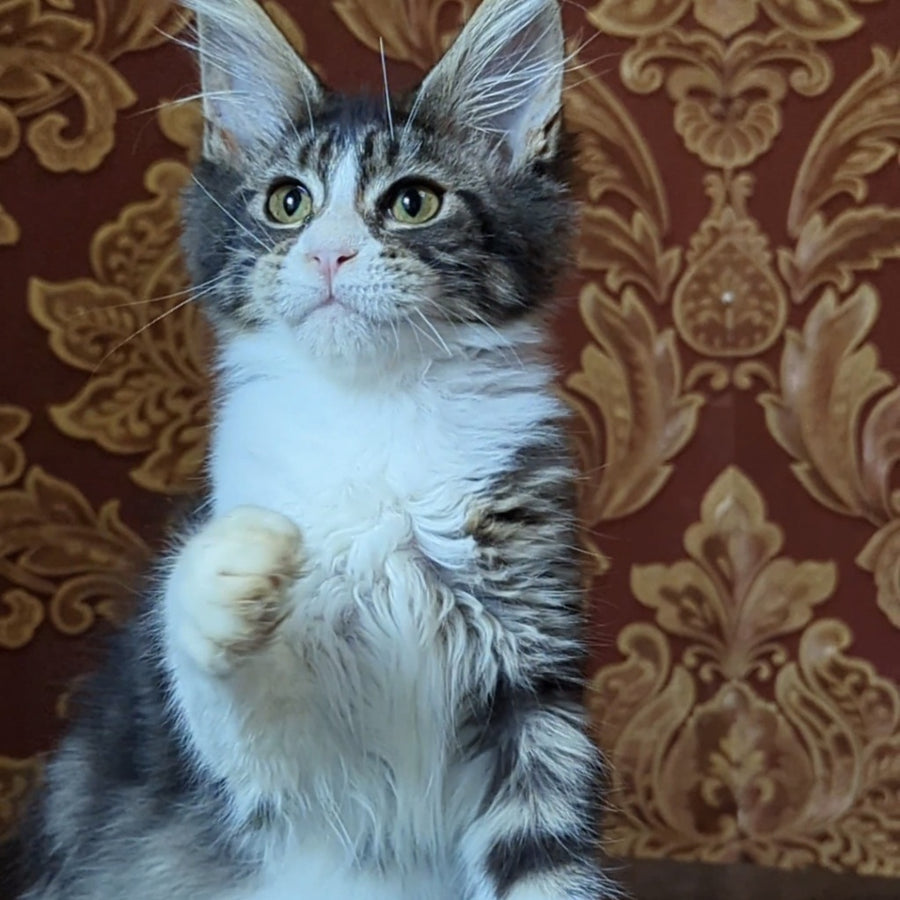 Holika Maine Coon female, black tabby with white