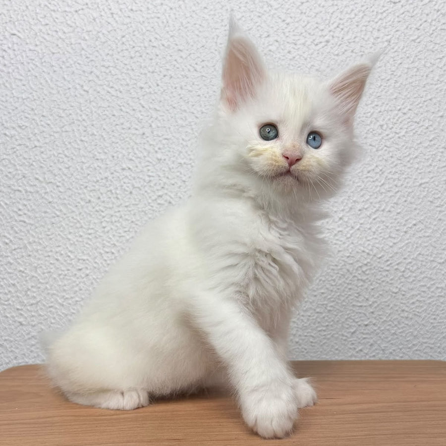 Bella Maine Coon female, white
