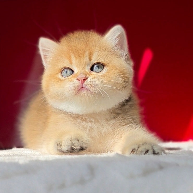 Thomas British Shorthair male, black golden shaded