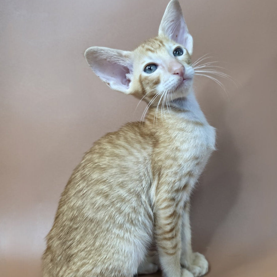 Khepri Oriental Shorthair male, red spotted tabby