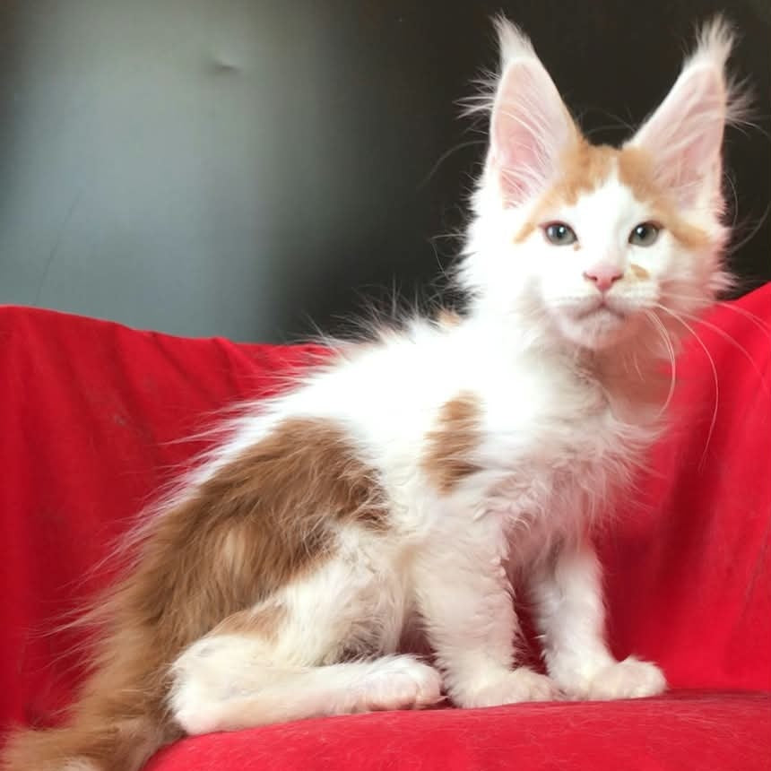 Gustaff Maine Coon male, red bicolour