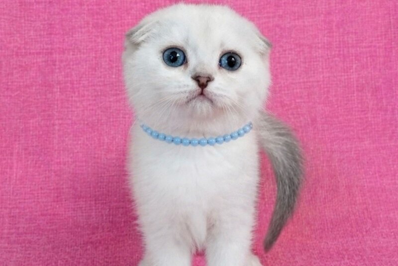 Peggi Scottish Fold female, black silver shaded pointed