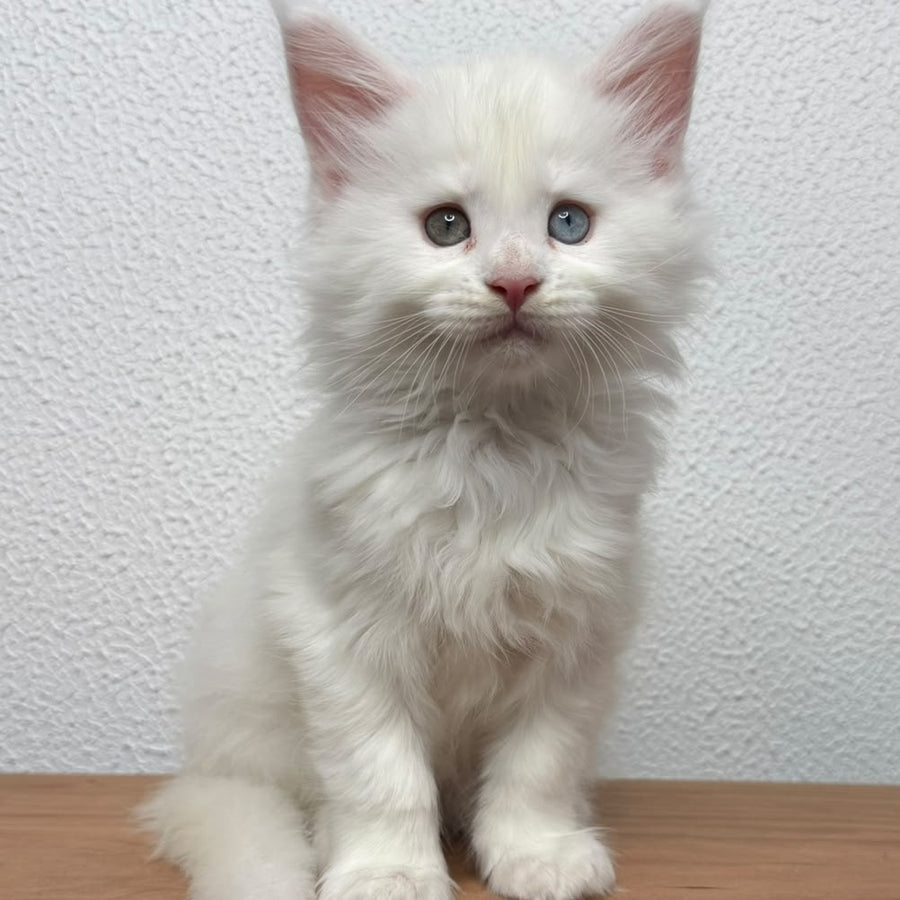 Bentley Maine Coon female, white