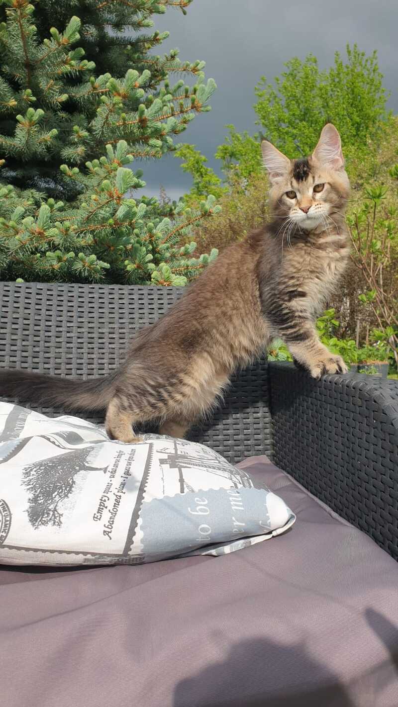 Edward Maine Coon male black ticked tabby - live animals