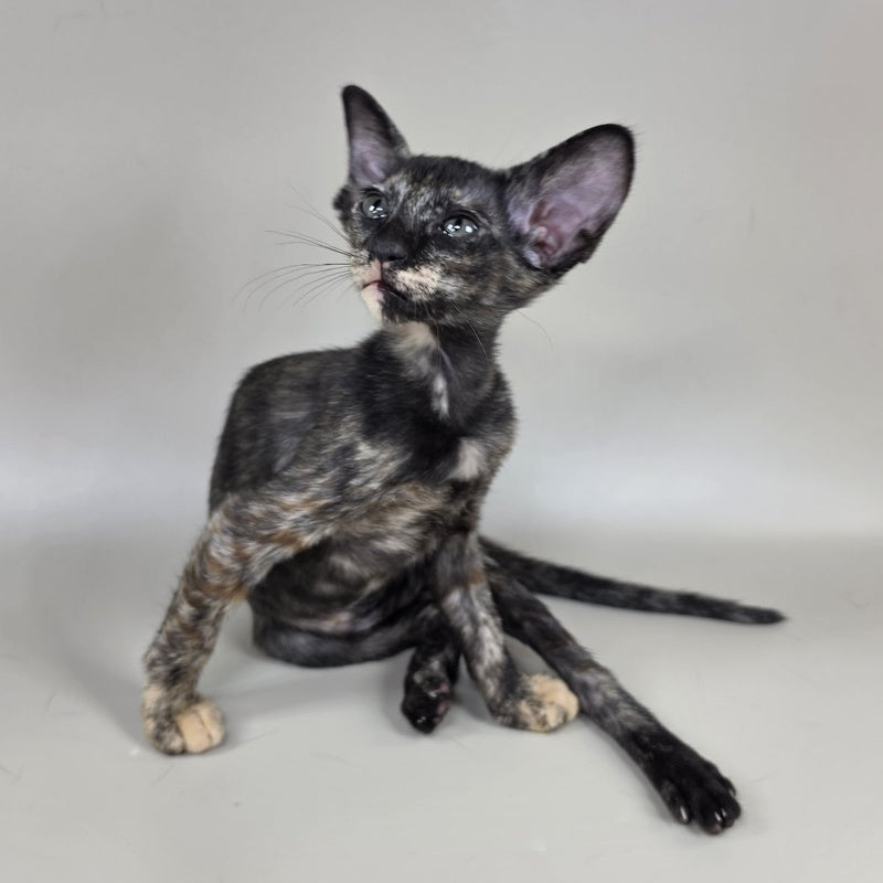 Xandra Oriental Shorthair female, chocolate tortie