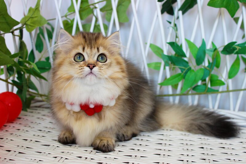 Carmen Munchkin female, chocolate golden ticked tabby