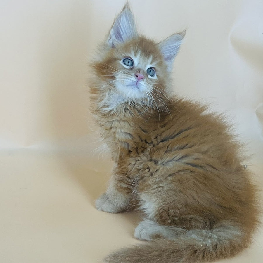 Brandon Maine Coon male, red tabby