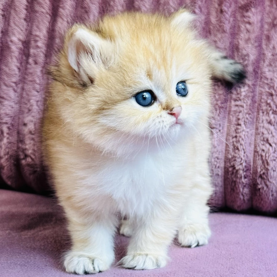 Jasmine British Longhair female, black golden spotted tabby