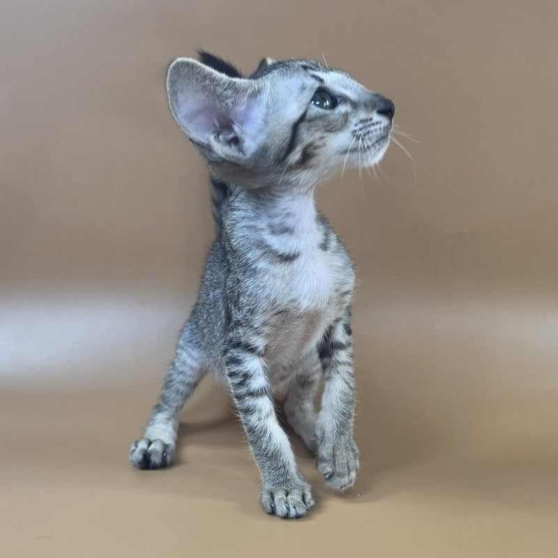 Yara Oriental Shorthair female, black spotted tabby