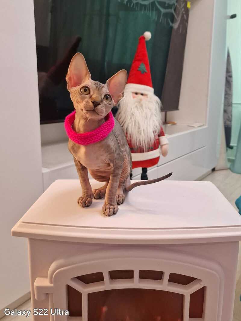 Dakota Canadian Sphynx female black tabby - live animals