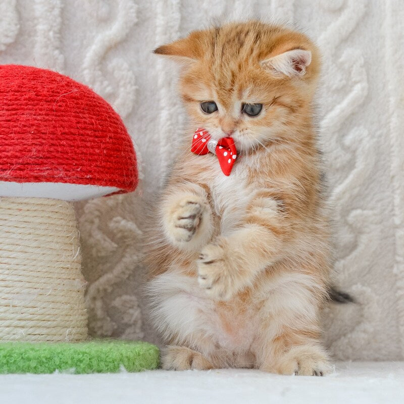 Harvey British Shorthair male, chocolate golden tabby