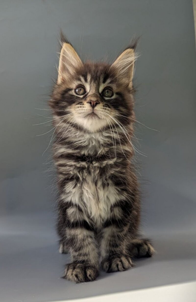 Happy Maine Coon male black tabby - live animals