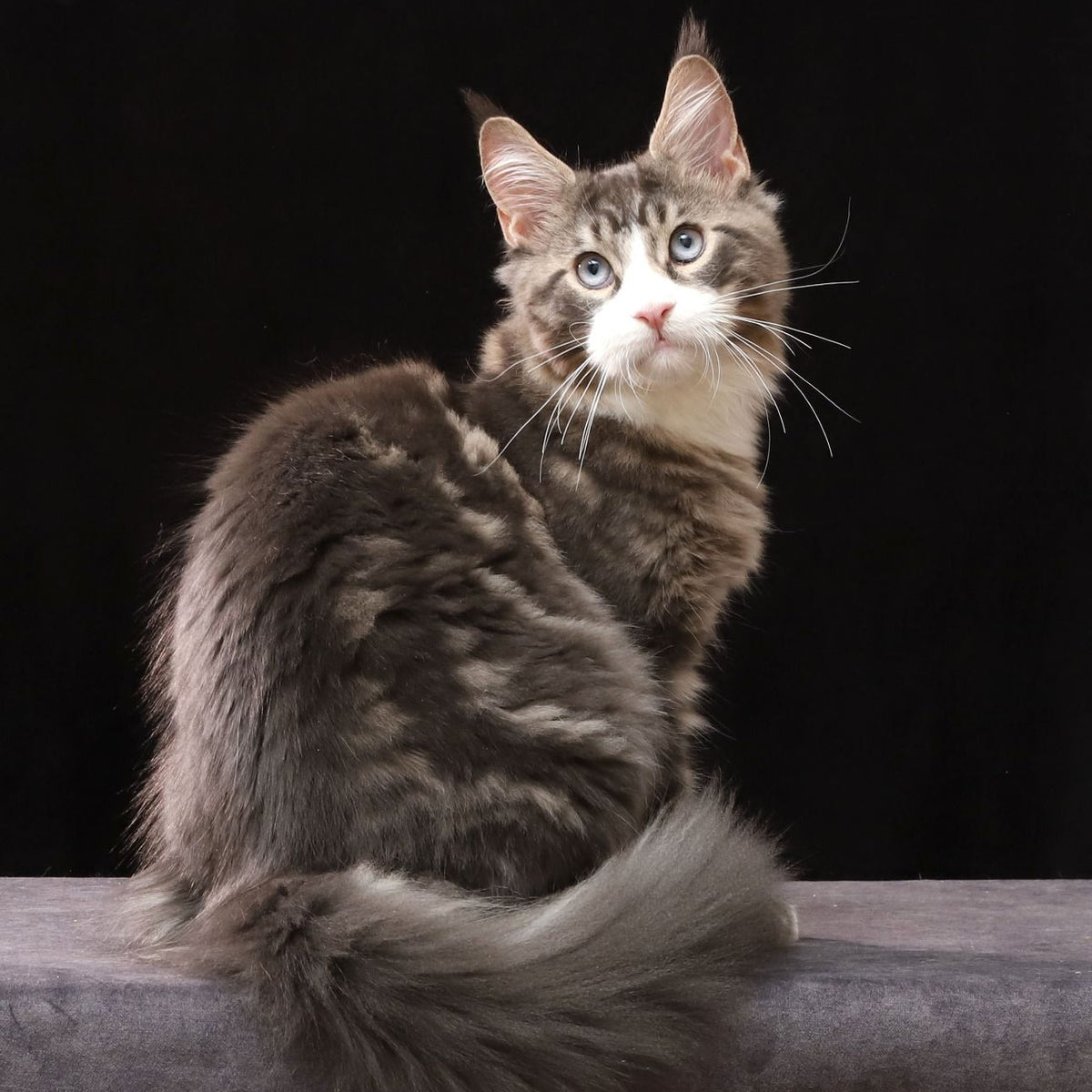 Robson Maine Coon male, black tabby bicolour