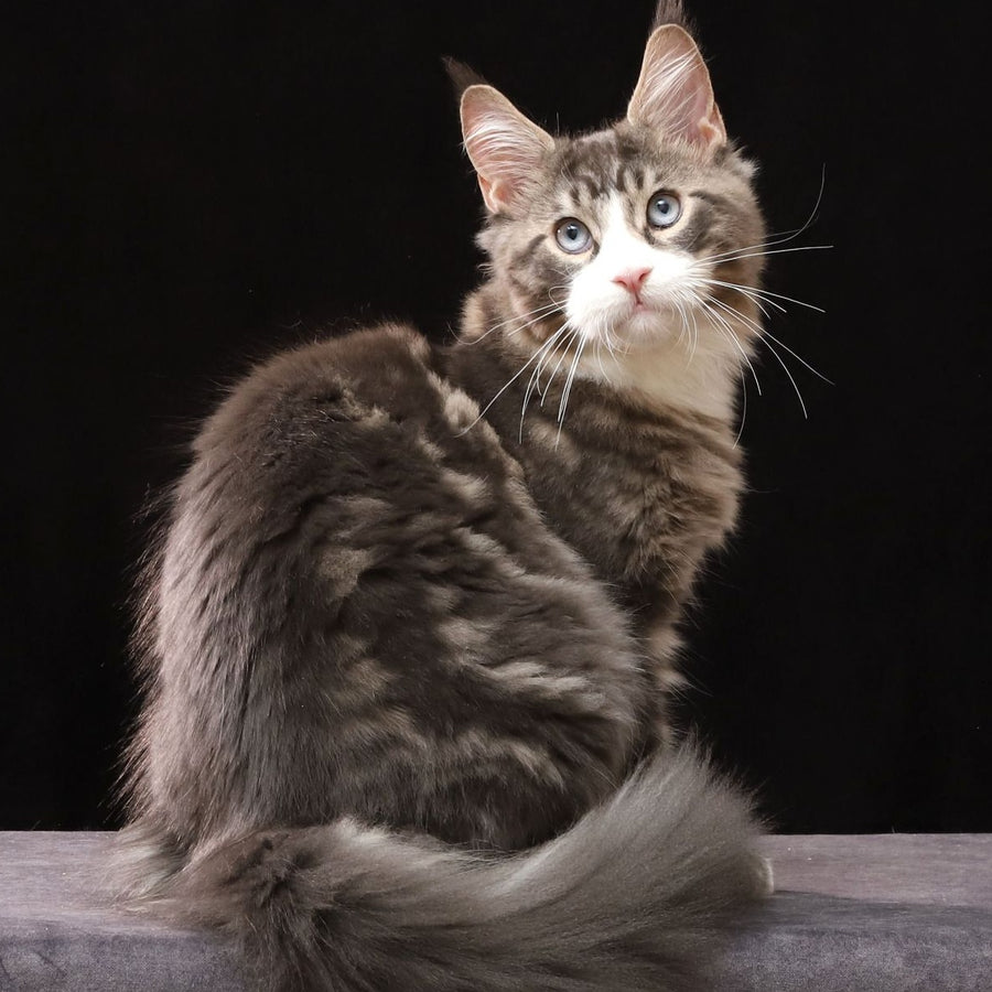Rivaldo Maine Coon male, blue tabby bicolour