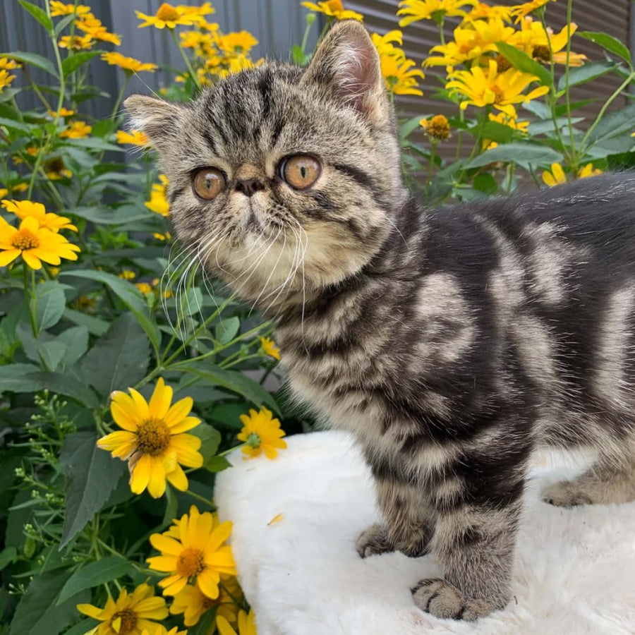 Milky Way Exotic male, black tabby