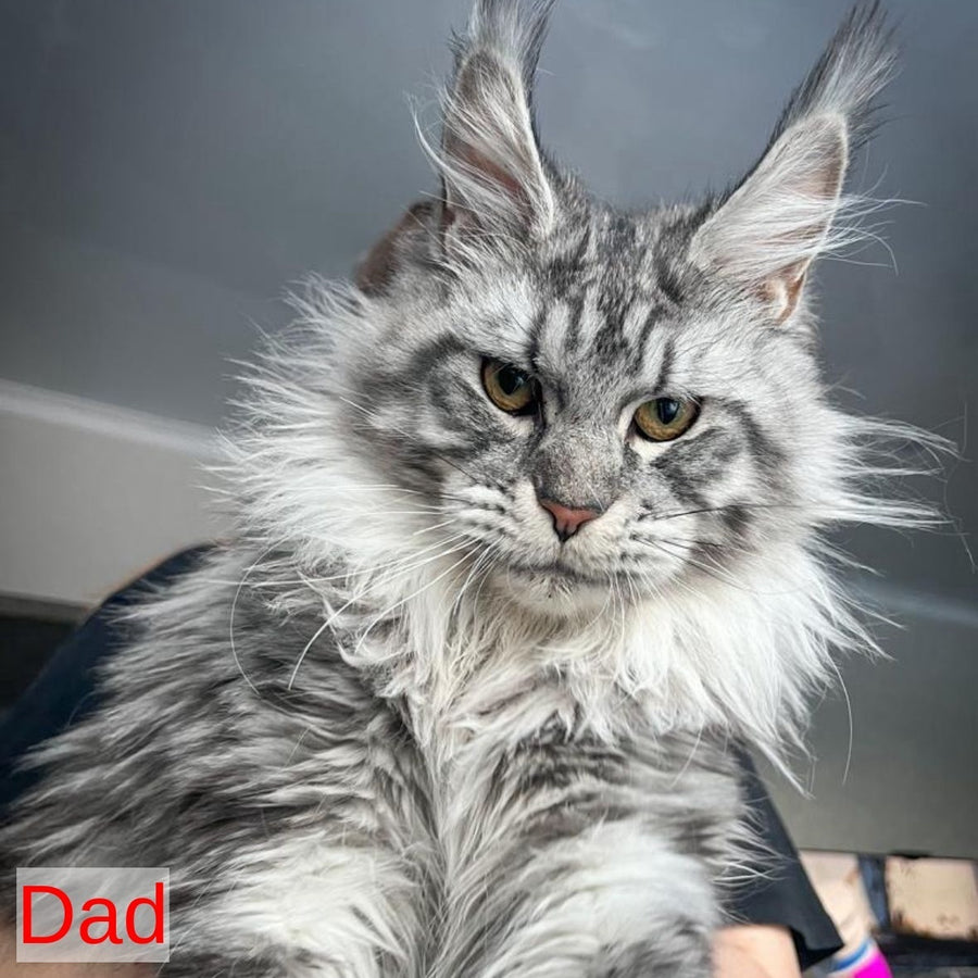 First Maine Coon male, black silver