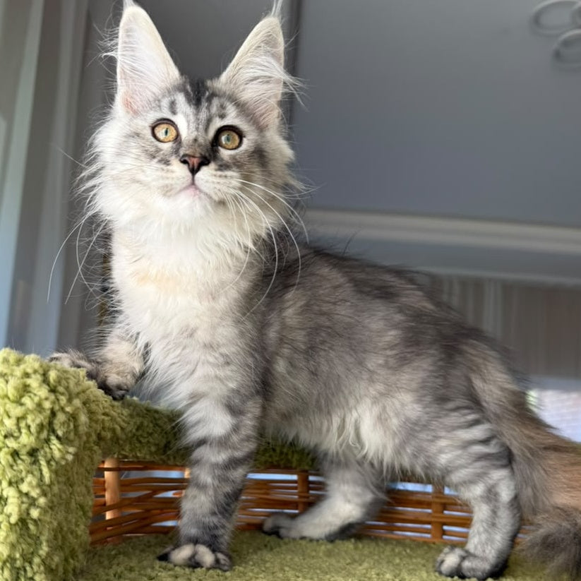 Jamaica Maine Coon female, black tortie silver ticked tabby