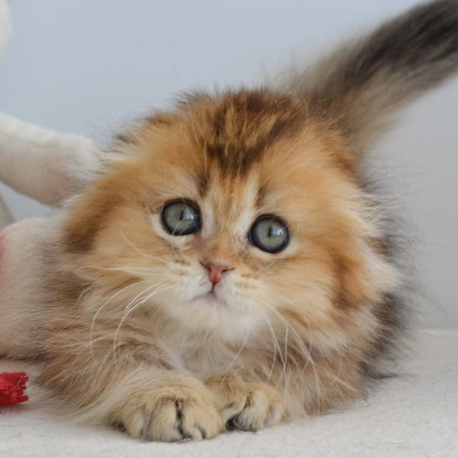 Henny Munchkin female, black golden ticked tabby