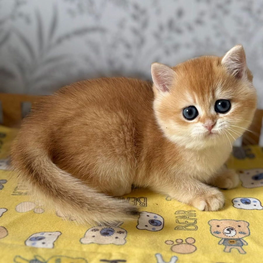 Wilma British Shorthair female, black golden chinchilla