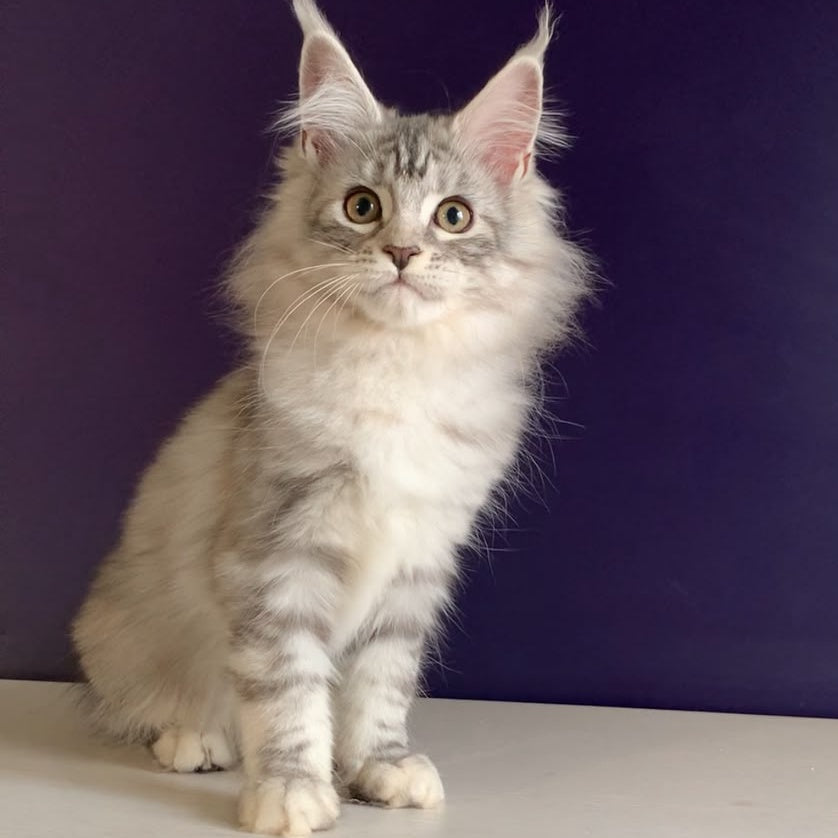 Malibu Maine Coon female, black tortie silver tabby