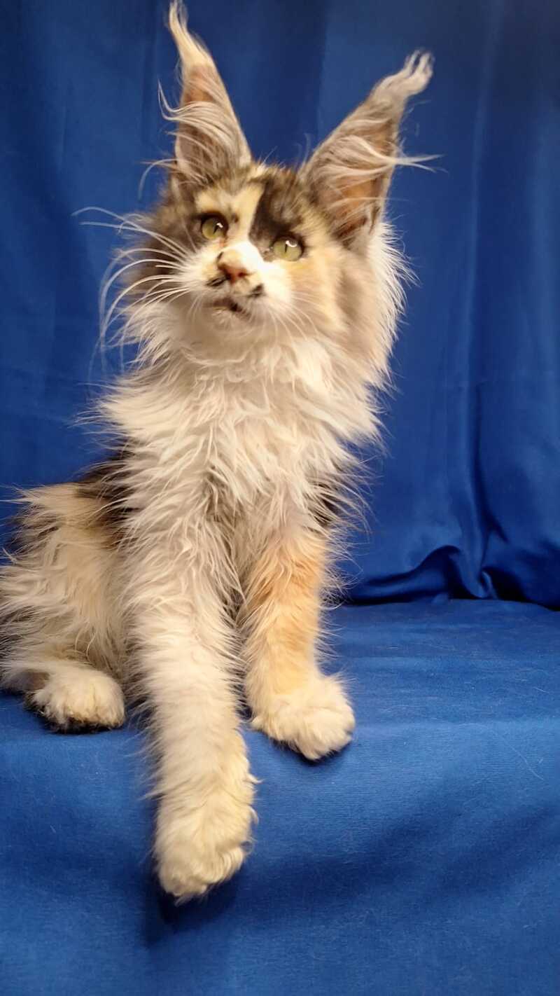 Lilit Maine Coon female, black tortie silver tabby bicolour