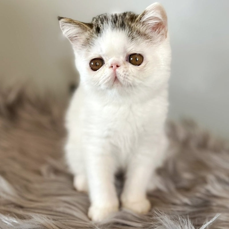 Amour Exotic female, black spotted tabby van