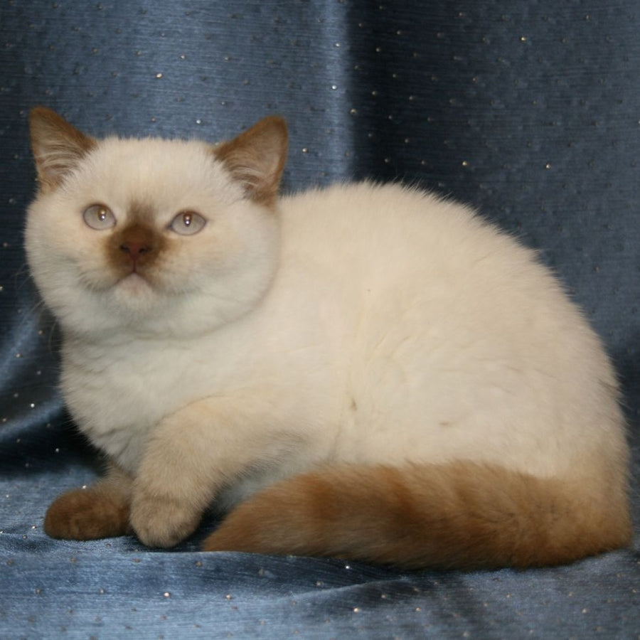 Myata British Shorthair female, cinnamon tortie pointed