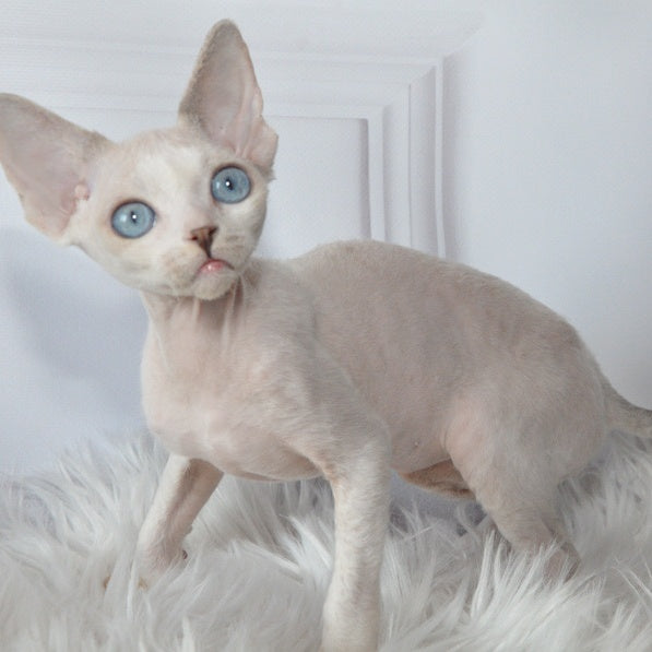 Tolik Devon Rex male, blue bicolour pointed