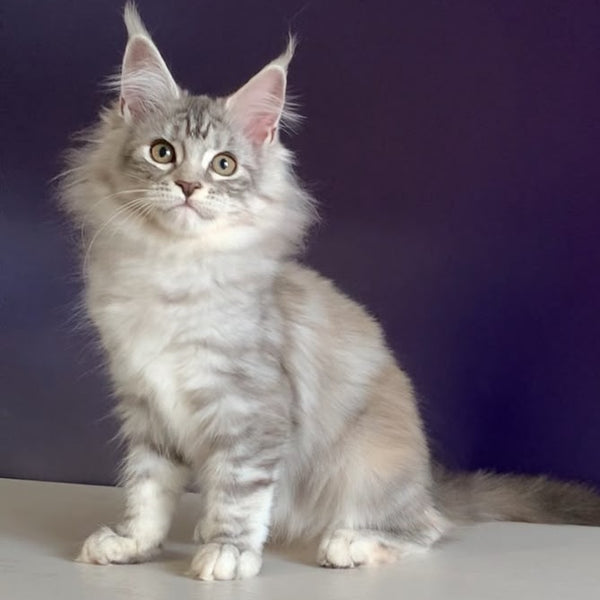 Malibu Maine Coon female, black tortie silver tabby