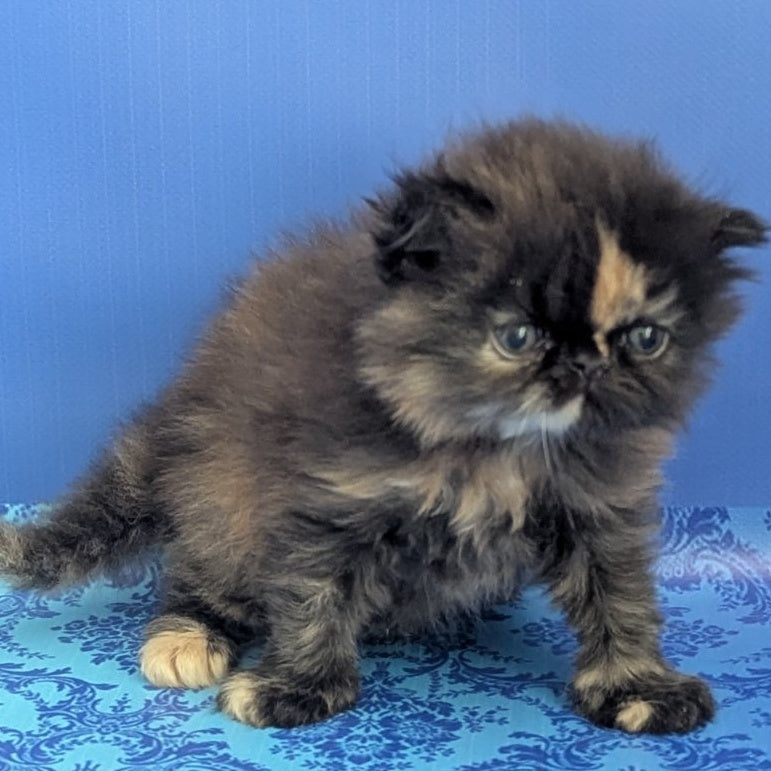 Savena Persian female, black tortie